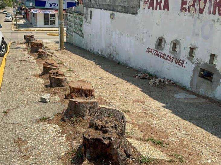 Este fue el motivo de la poda de árboles en el centro de Coatzacoalcos