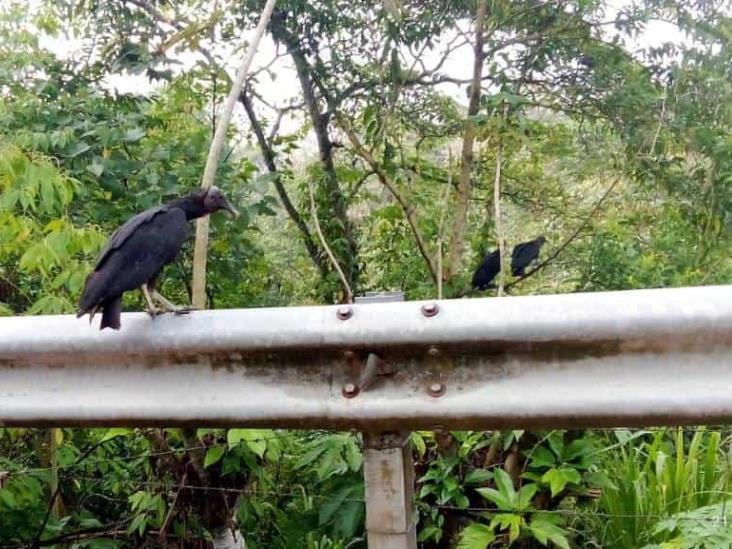 Acusan a rastros por dejar restos de animales en comunidad de Misantla