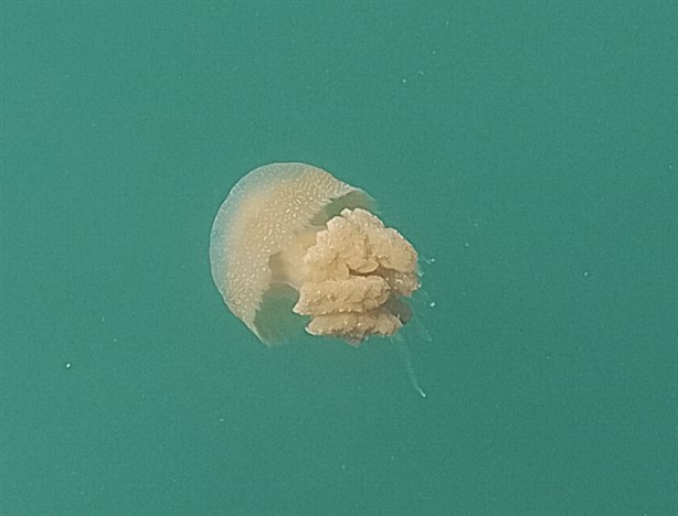 ¿La especie de medusa vista en Veracruz se come? Esto se sabe