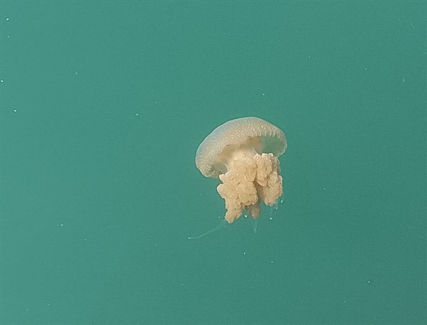 Captan medusas gigantes en zona de muelles del puerto de Veracruz | VIDEO