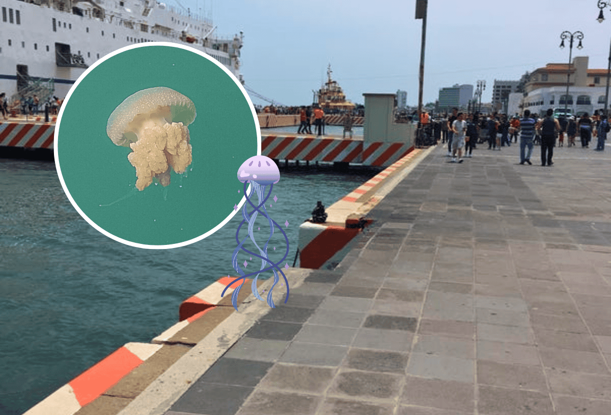 Captan medusas gigantes en zona de muelles del puerto de Veracruz | VIDEO