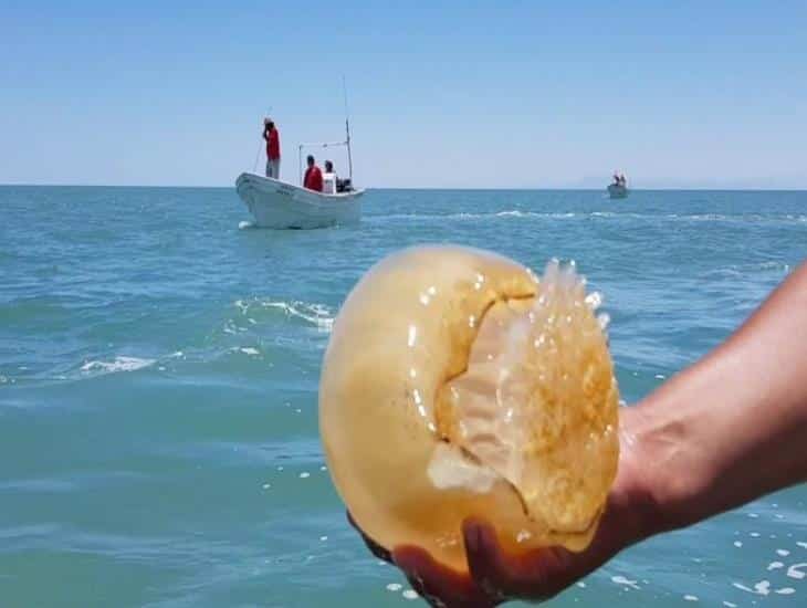 ¿La especie de medusa vista en Veracruz se come? Esto se sabe