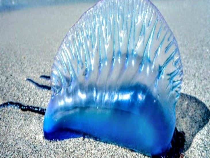 Esta es la medusa venenosa más peligrosa de Veracruz
