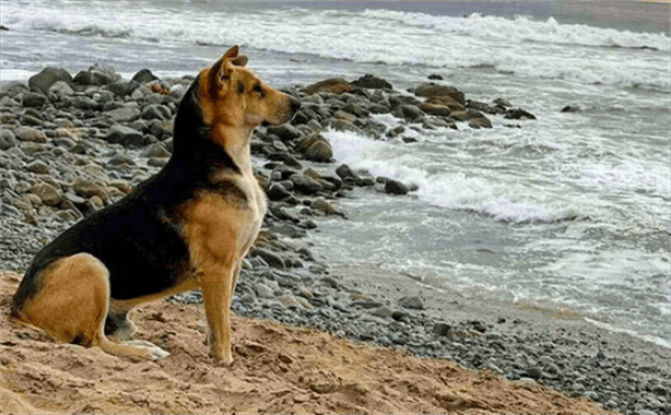 ‘Vaguito la película del Hachiko Peruano de la que todos están hablando