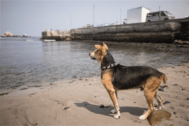 ‘Vaguito la película del Hachiko Peruano de la que todos están hablando