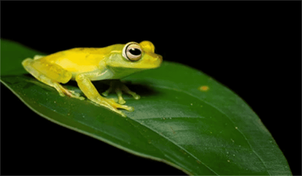 ¡Xalapa se viste de verde!; realizarán VII FestiXal de los Anfibios 