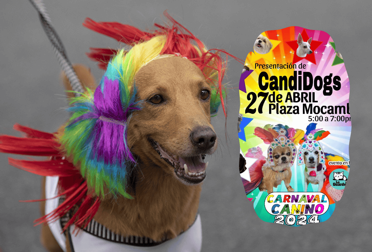 Este sábado presentan a los candidatos para rey y reina del Carnaval Canino