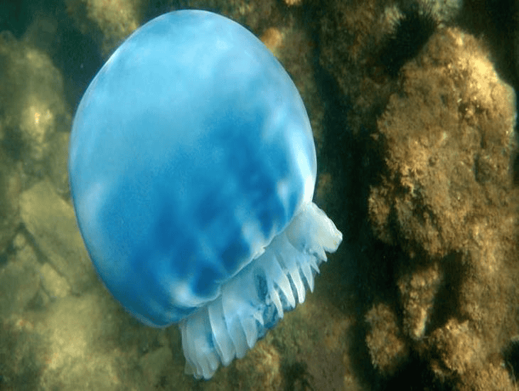 Estas son las características de las medusas que se vieron en el Malecón de Veracruz