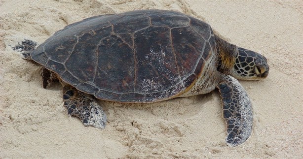 Hallan tortuga gigante en la zona del muelle de pescadores, en Veracruz