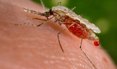 No solo es dengue, la picadura de mosquito puede transmitir otra grave enfermedad