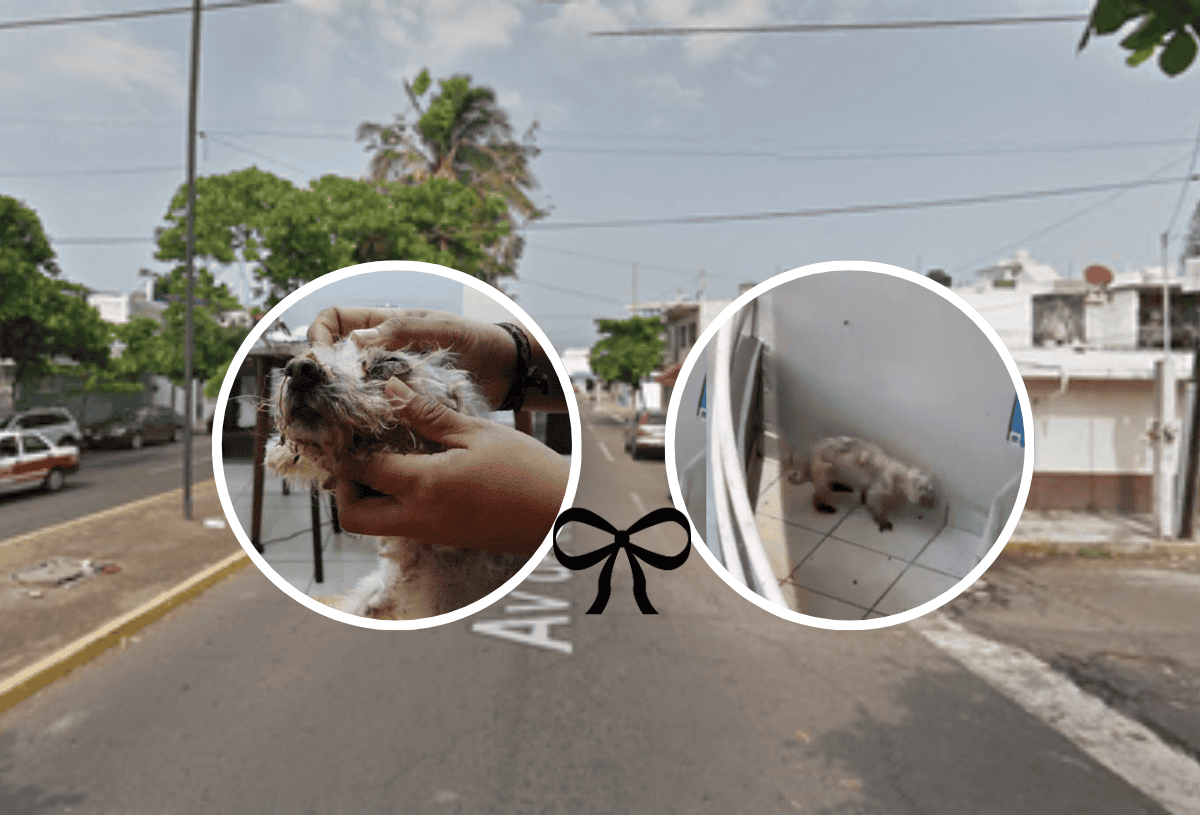 Fallece “Puchi” perrita rescatada en colonia de Boca del Río; alcalde pide sanciones para el dueño