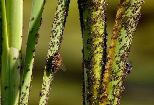 Cambio climático provoca incremento de plagas en campo veracruzano