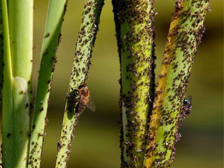 Cambio climático provoca incremento de plagas en campo veracruzano