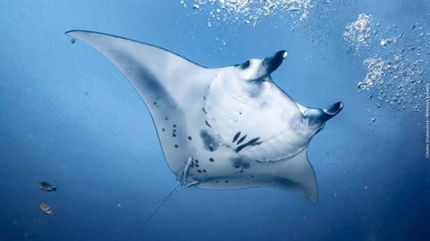 ¿Has probado la mantarraya? Aumenta el consumo de esta especie en Veracruz | VIDEO