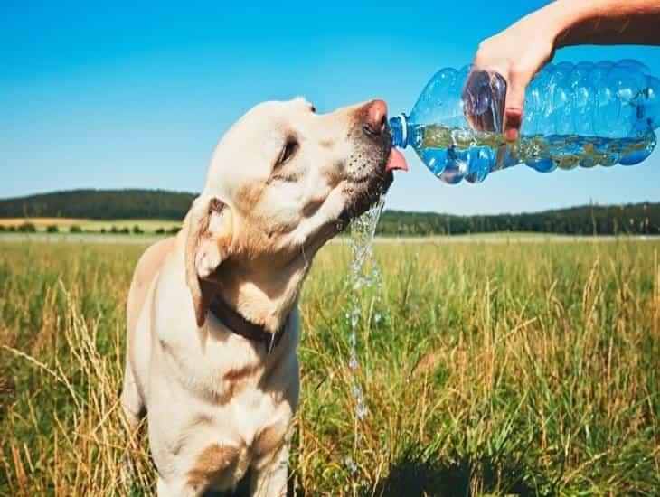 Piden cuidar a los perros de Veracruz ante el fuerte calor