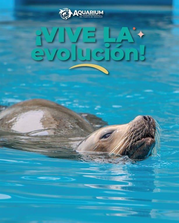¿Cuándo abre el recinto de lobos marinos en el acuario de Veracruz? Te decimos