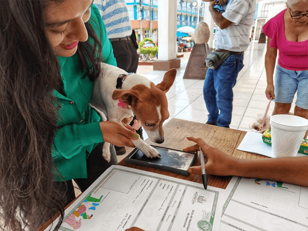 Catemaco celebra el Día del Niño con registro de mascotas: Un evento familiar y gratuito
