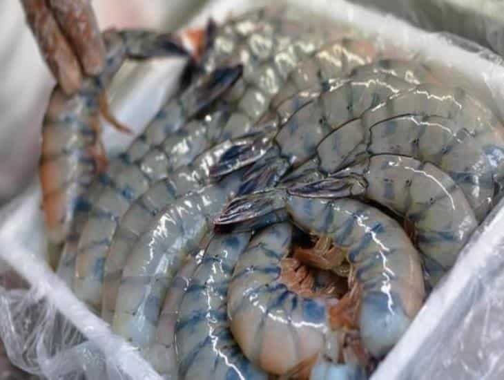 ¿Habrá veda para la pesca de camarón en Veracruz en mayo? Esto sabemos