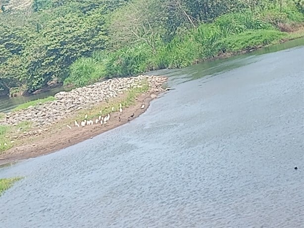 Alarma nivel de presa Yurivia, casi 30 colonias afectadas en Coatzacoalcos | VIDEO