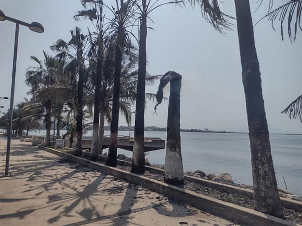 Palmeras del malecón de Villa Allende quedaron en cenizas; este fue el motivo