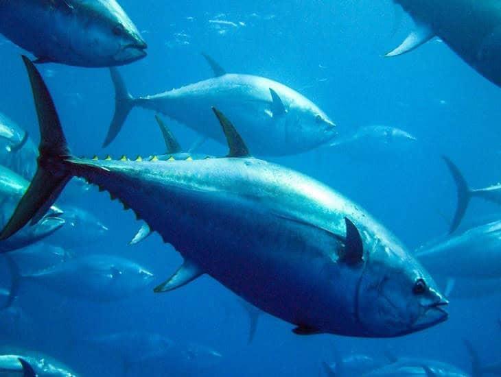 ¿En verdad ayuda a tu cuerpo comer atún? Esto sabemos