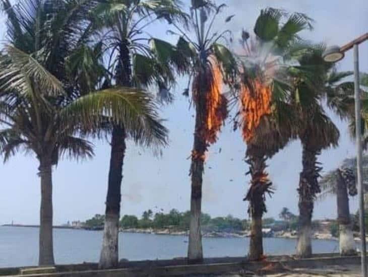 Palmeras del malecón de Villa Allende quedaron en cenizas; este fue el motivo