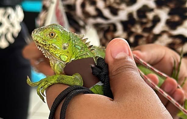 Realizan registro de mascotas en Poza Rica