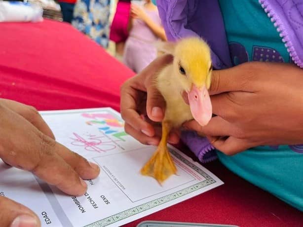 Sorpréndete, estos animalitos llevaron veracruzanos al registro de mascotas