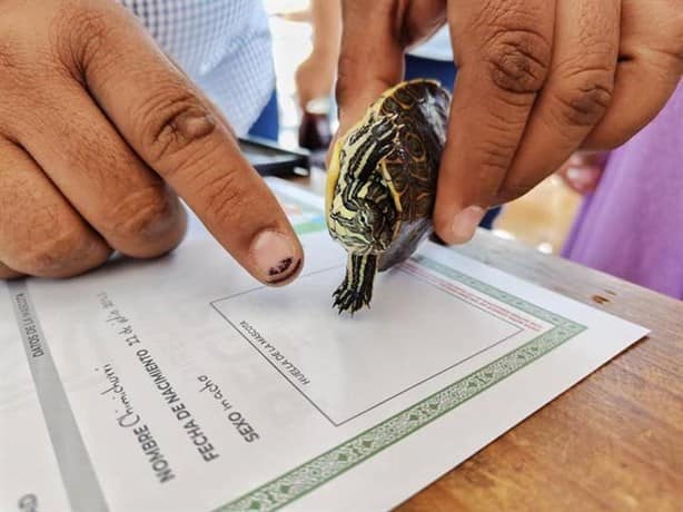 Sorpréndete, estos animalitos llevaron veracruzanos al registro de mascotas