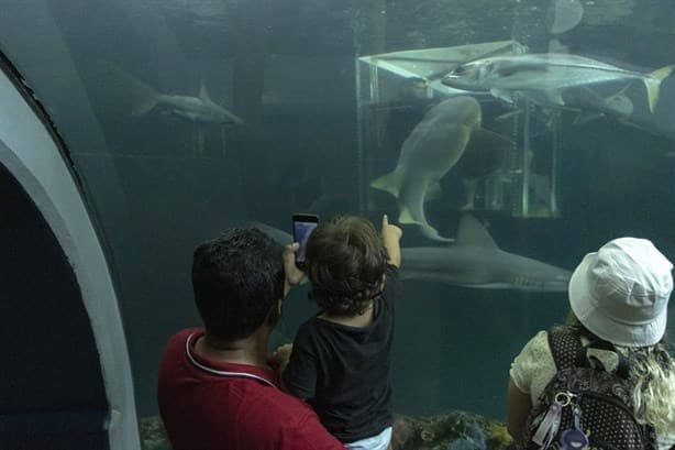 Exhiben desaparición de peces en Aquarium de Veracruz; es un montaje, dice Cuitláhuac García