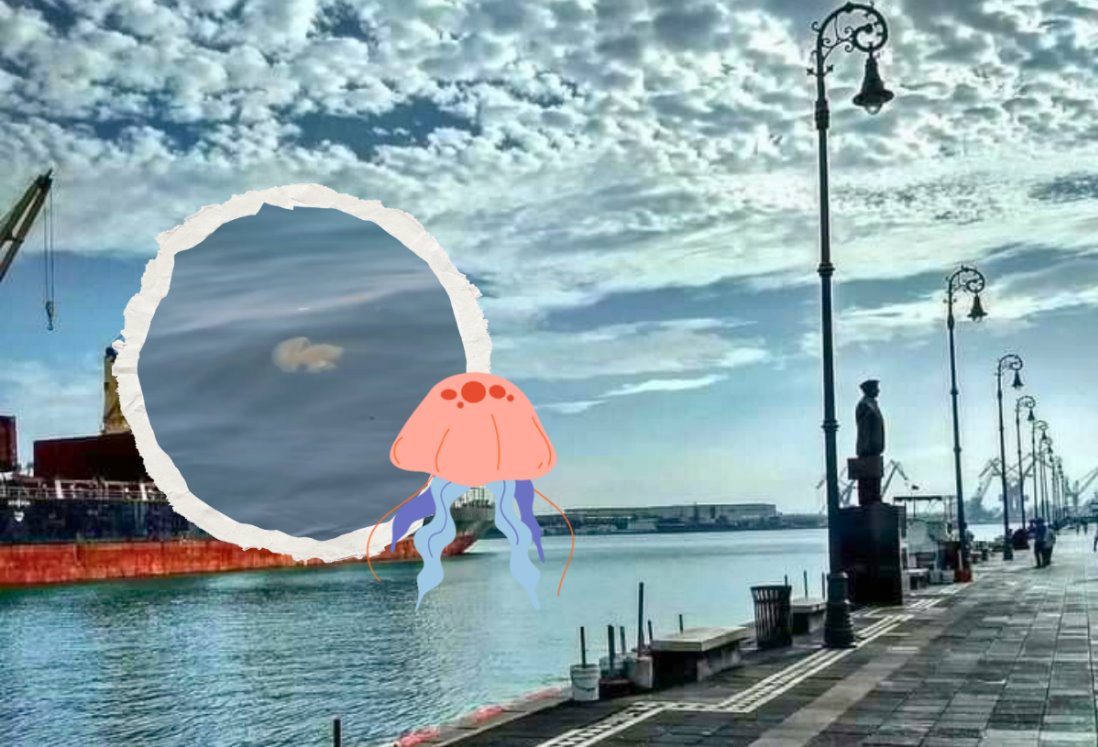 Graban nuevas medusas en la zona del Malecón de Veracruz | VIDEO