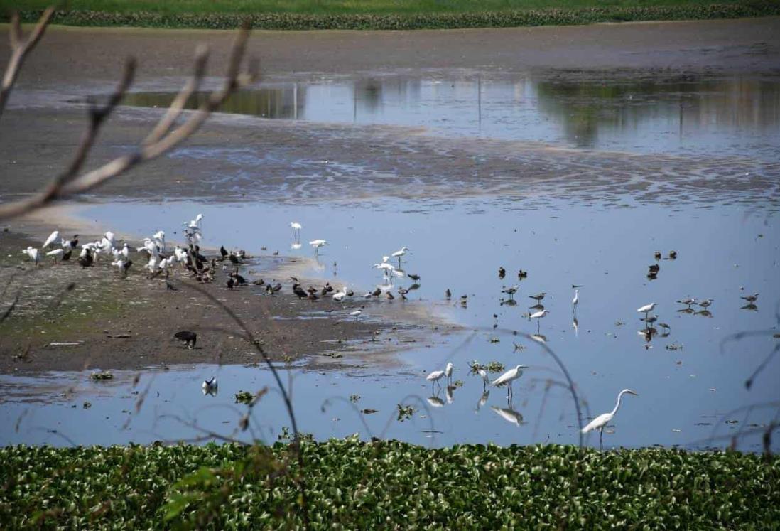Se secan por estiaje 10 lagunas de Veracruz, alertó la PMA
