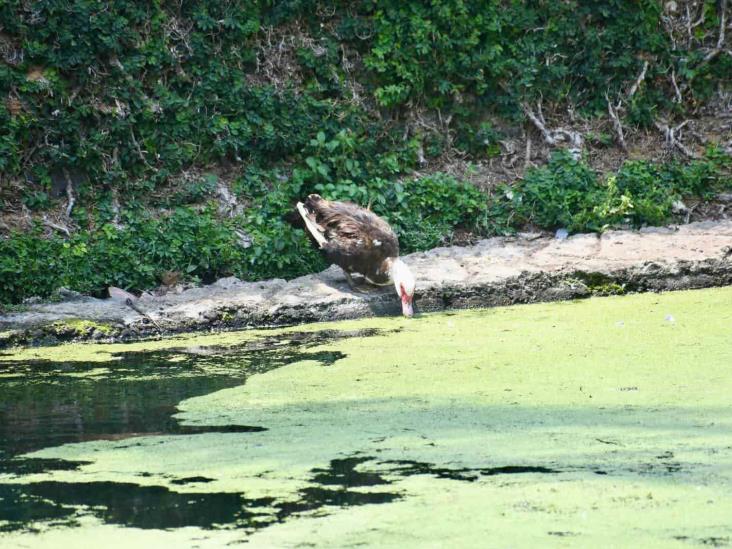 ¡Crece contaminación en lago de Las Ánimas y La Señoría!