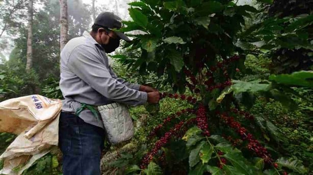 Alza en precios de fertilizantes agobia a cafeticultores de Veracruz