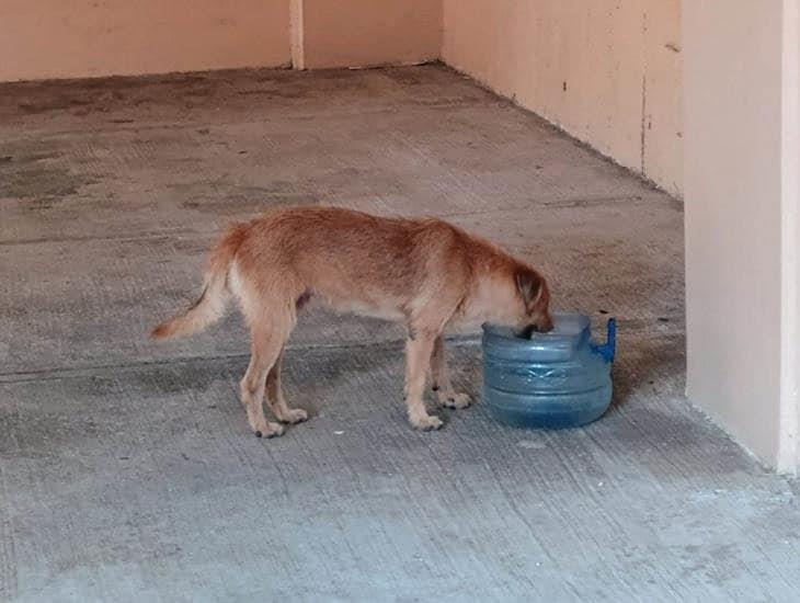 Segunda ola de calor: ¿qué día impactará más en Coatzacoalcos?