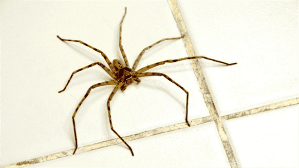 ¿Tienes arañas patonas en tu casa? ¡No las mates! Te decimos la razón
