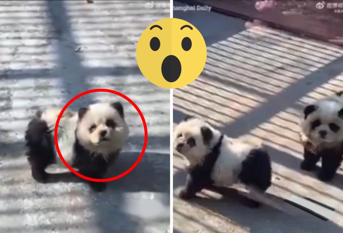 ¡Pintan perros en china para hacerlos pasar por pandas! | VIDEO