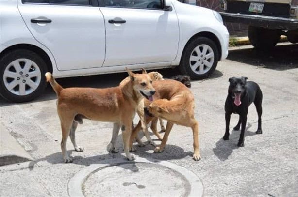 Continúa la campaña de esterilización animal en Río Blanco