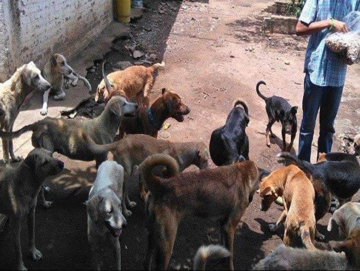 Invitan a ayudar a perros y gatos sin hogar de Veracruz el próximo 19 de mayo
