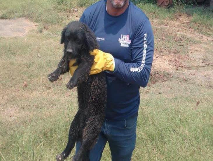 Rescatan a perro de un hoyo en Úrsulo Galván