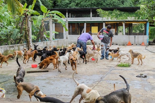 Bloquean el paso al refugio La Roca y ponen en riesgo a animales rescatados en Veracruz