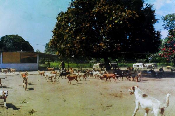 Bloquean el paso al refugio La Roca y ponen en riesgo a animales rescatados en Veracruz