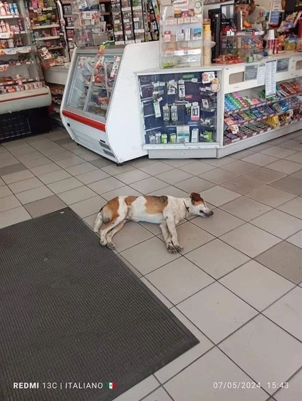 Héroes sin capa: Negocios en Coatzacoalcos dejan entrar a perritos a refrescarse por el calor | FOTOS