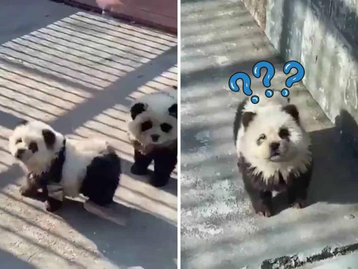 Perros panda en un zoológico de China desatan polémica (+Video)