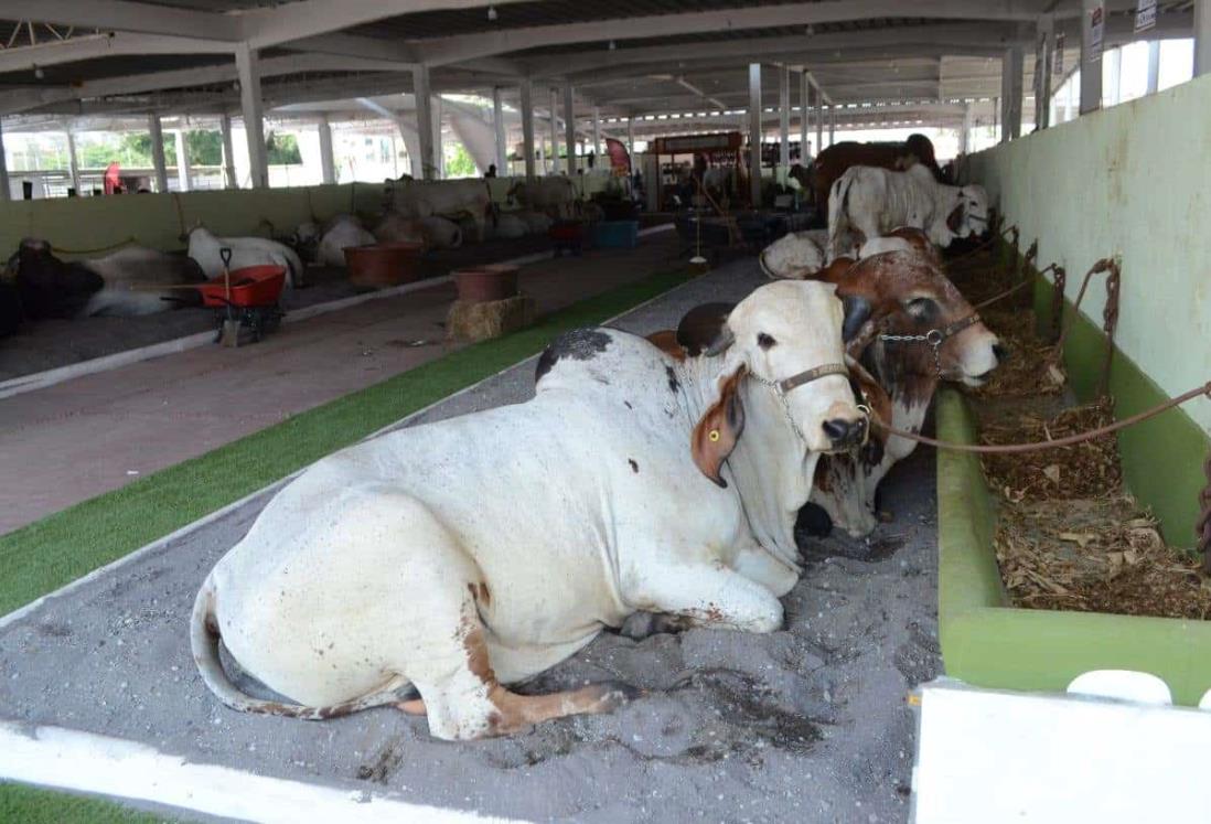 Se expondrán 750 cabezas de ganado de primer nivel en la Feria Ganadera Ylag Ylang 2024