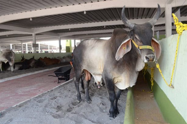 Se expondrán 750 cabezas de ganado de primer nivel en la Feria Ganadera Ylag Ylang 2024