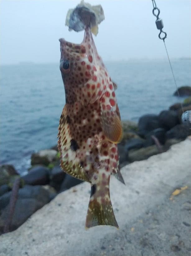 Aparece raro pez en Veracruz y causa sensación en redes sociales