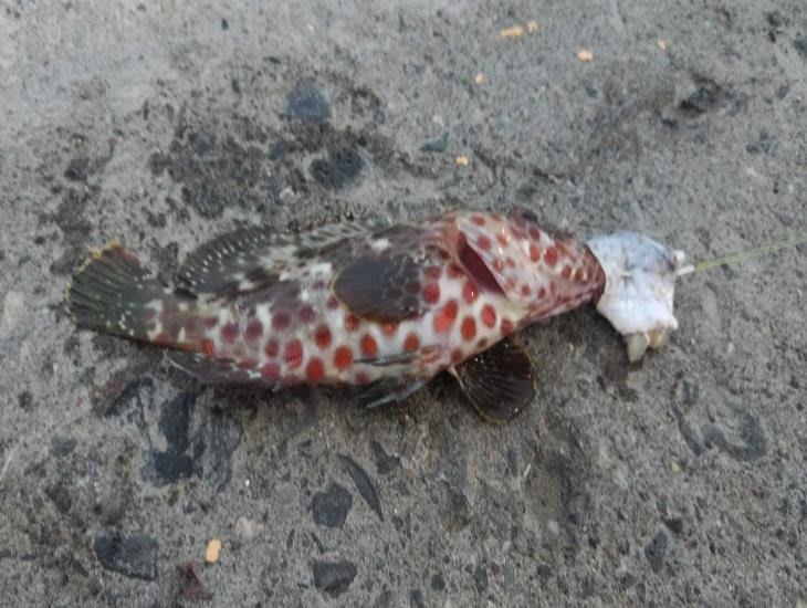 Aparece raro pez en Veracruz y causa sensación en redes sociales