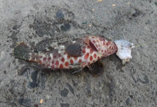Aparece raro pez en Veracruz y causa sensación en redes sociales
