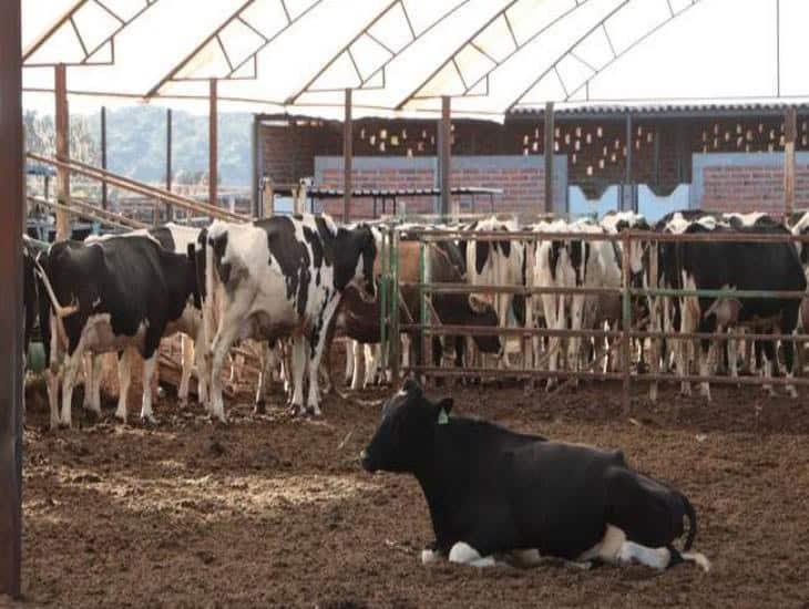 ¿Las vacas pueden sufrir tuberculosis?